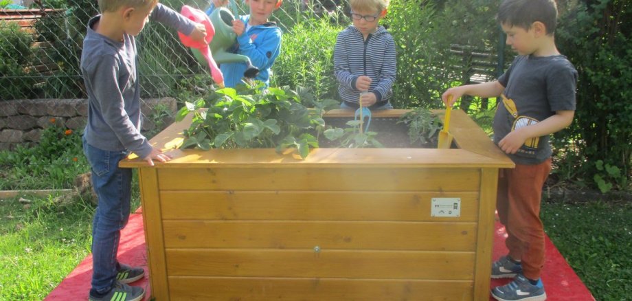 Kinder der Gudensberger Kitas bei der Pflanzenpflege am Hochbeet. 