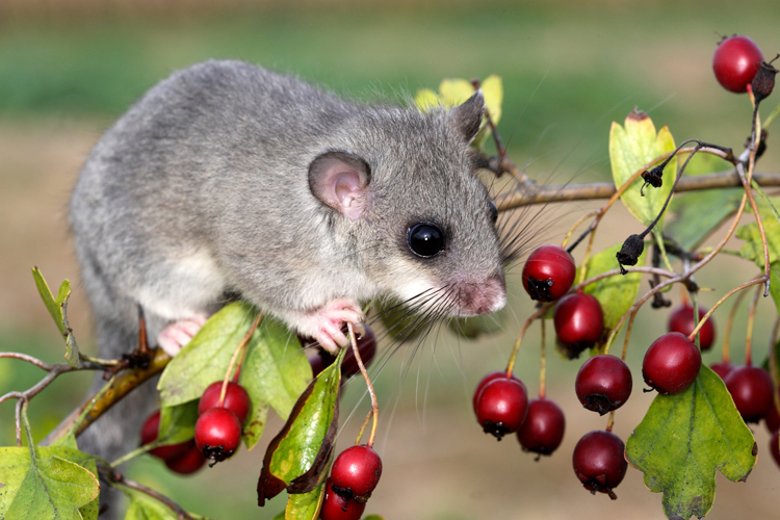 Glis glis / Myoxus glis / Loir gris Siebenschläfer im Baum
