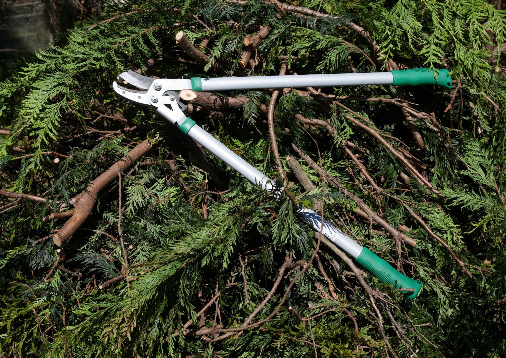 Heckenschere auf Ästen