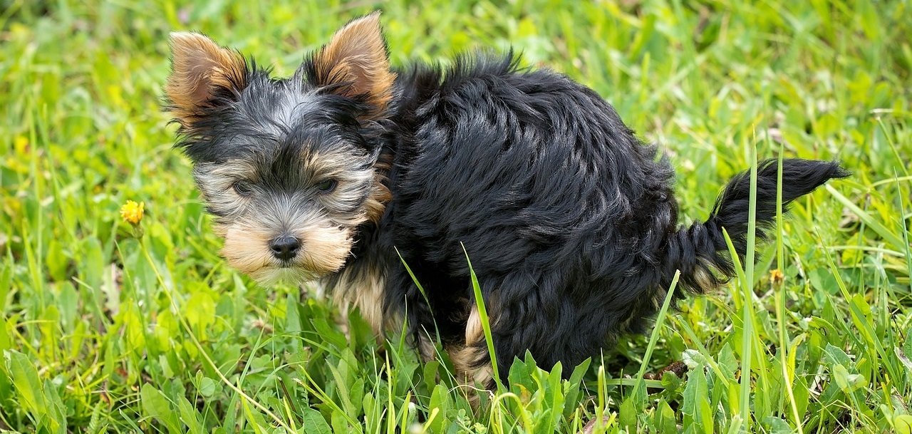 Welpe beim Geschäft erledigen