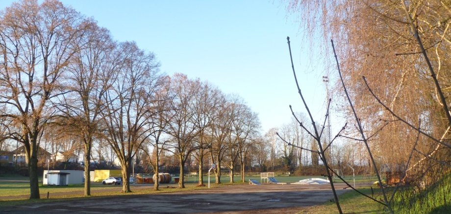 Blick auf den Alten Sportplatz, Asphaltfläche und Bäume. 