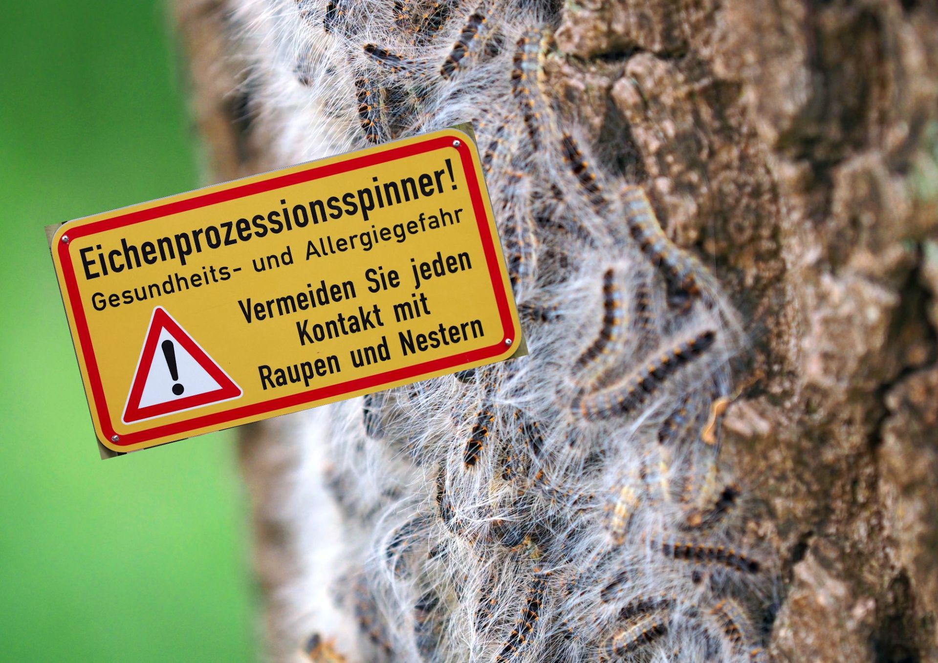 Raupen des Eichenprozessionsspinners auf einer Eiche mit Hinweisschild, dass dieser Gesundheitsschäden verursachen kann und Abstand gehalten werden sollte.
