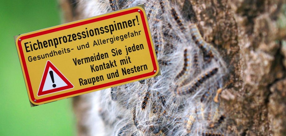 Nutzen wir alle die Gelegenheit uns daran zu erinnern, wie wichtig es ist, einander zu unterstützen und mit Wärme und Freundlichkeit zu begegnen, unabhängig von unseren unterschiedlichen Glaubensrichtungen und kulturellen Hintergründen. - 7 Raupen des Eichenprozessionsspinners auf einer Eiche mit Hinweisschild, dass dieser Gesundheitsschäden verursachen kann und Abstand gehalten werden sollte.